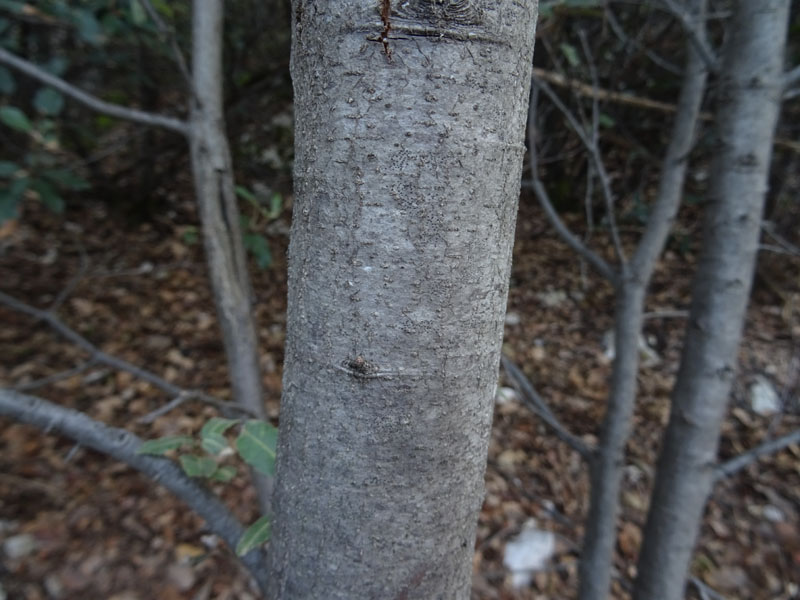 Quercus ilex - Fagaceae